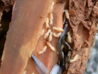 安国白蚁防治公司分享园林绿化白蚁防治，守护绿植与庭院安全